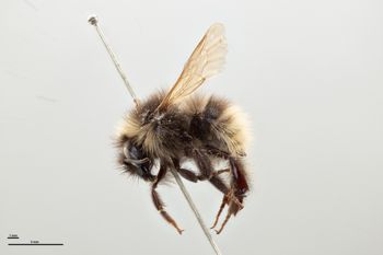 Media type: image;   Entomology 592331 Aspect: habitus lateral view